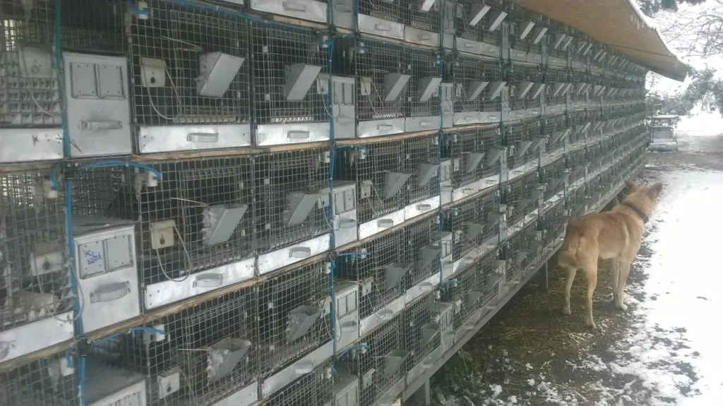 Çinçilla İşi Zengin Edermi